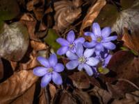 Leberblümchen Gruppe